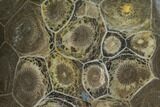 Polished Fossil Coral (Actinocyathus) - Morocco #100661-1